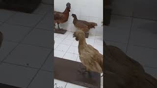 Download lagu #ytshorts #shorts #shortsfeed #viral #viralshorts | Mr. Ali Iftikhar mp3 Download lagu #ytshorts #shorts #shortsfeed #viral #viralshorts | Mr. Ali Iftikhar mp3
