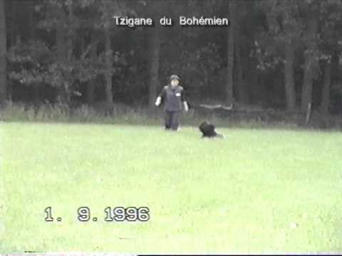1996 Ipo Tracking Tzigane