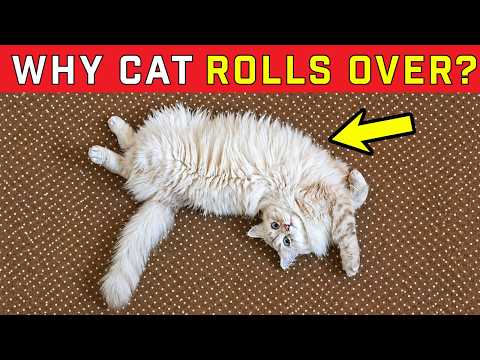 The Reason Your Cat Rolls Over When Seeing You Is Shocking, It Means More Than Just Trust