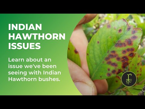 Indian Hawthorn Issues
