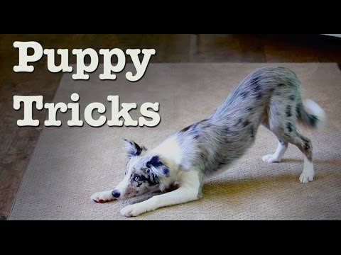 What is Clicker Training