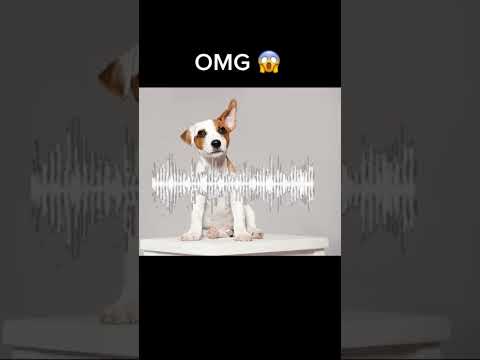This is insane🤯 Only dogs will hear this sound!!!