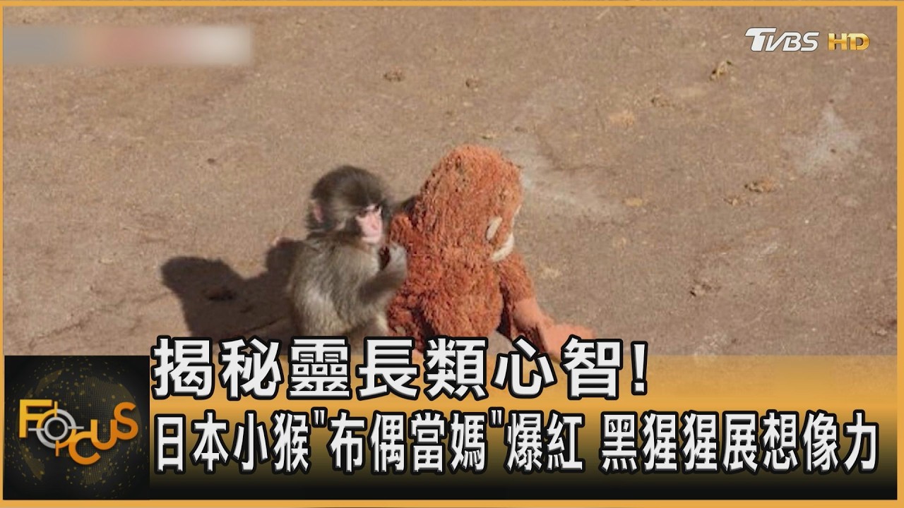 揭秘靈長類心智!日本小猴「布偶當媽」爆紅 黑猩猩展想像力