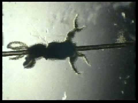 Baitercell EP - Prototype - NZ Electronica (1998)