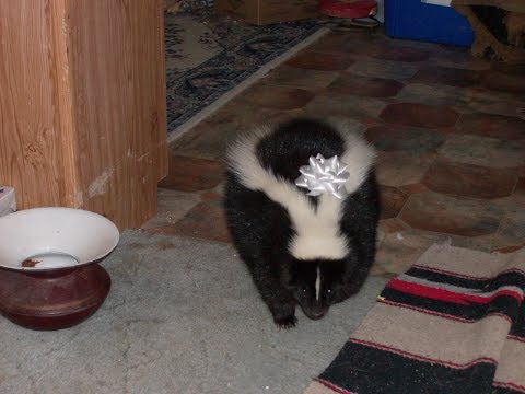 Do Skunks Make Good Pets?