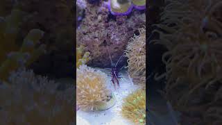 動きが虫みたい…🦐ホワイトソックス🧦