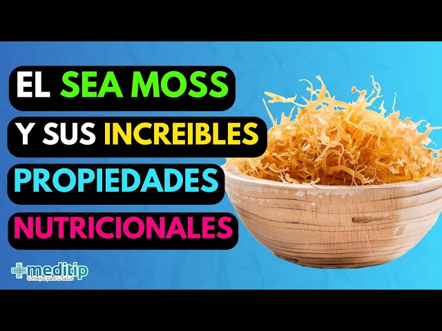 Vídeo relacionado con Irish Sea Moss Gel Orgánico - 50g. Musgo Marino o de Mar Irlandes. Irish Seamoss Organic. Utilizado como Espesante o para Sushi. Rica en Yodo. Condrus Chrispus.