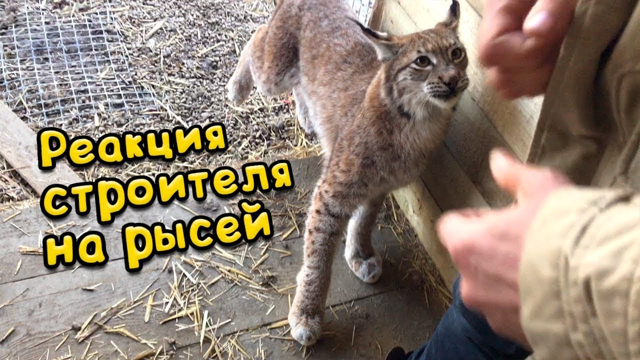 РЕАКЦИЯ СТРОИТЕЛЯ НА РЫСЕЙ