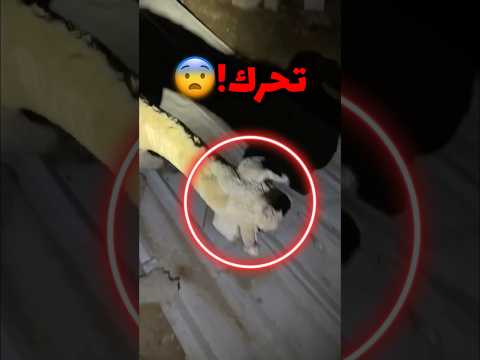 ماذا وجد المغامر داخل البيت المسكون صدمة