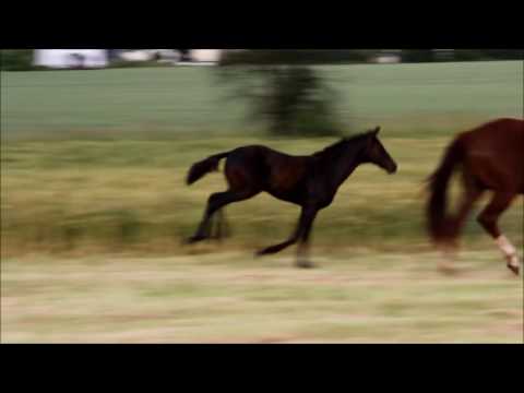 Hengstfohlen von Fürsten-Look x Dancier x Worldly