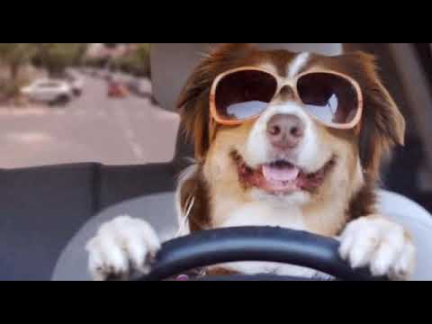 Pet animal # dog# like dog