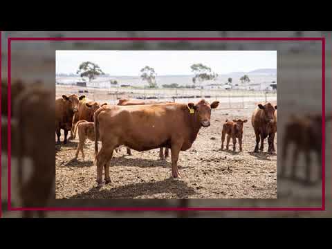 BKB | Wes- en Suid-Kaap Angus Klubveiling | 2020