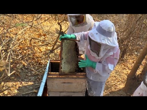 Apicultura y Miel de abeja - Capitulo 1