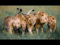 Young Lion Kings 5 Rongai Rockers Masai Mara
