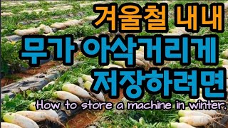 무가 겨우내 아삭아삭 하게 하려면~ How to store radish.