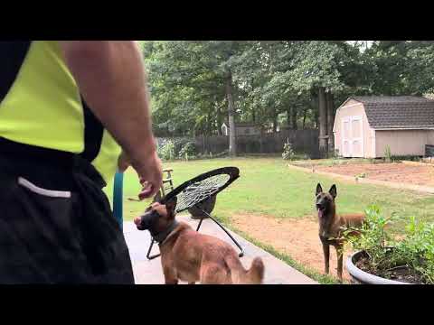 Nero and Lesye work together very nice dog ￼