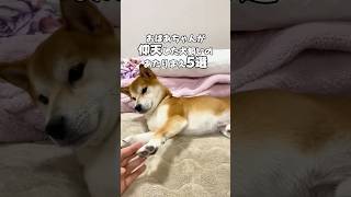 昔と今では、犬との暮らし方もずいぶん変わりました。でも犬を思う気持ちは同じだったのかもしれません🐕#犬 #柴犬 #しばいぬ