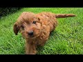 Cavapoo dogs for sale: Hudson - Video 1