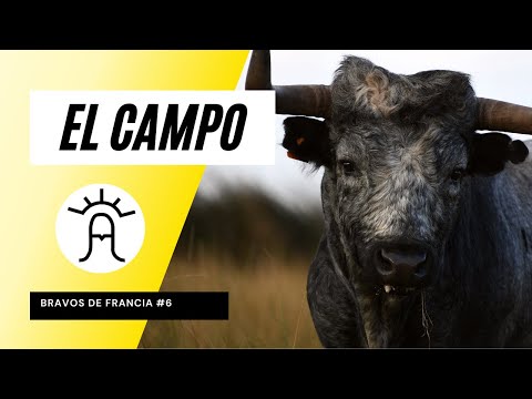 GANADERIA EL CAMPO | TOROS 2023 🐂