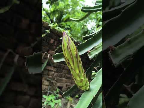Full process of dragon fruit flower to #fruit #dragonfruit #dragonfruitfarming #fruit #flowers