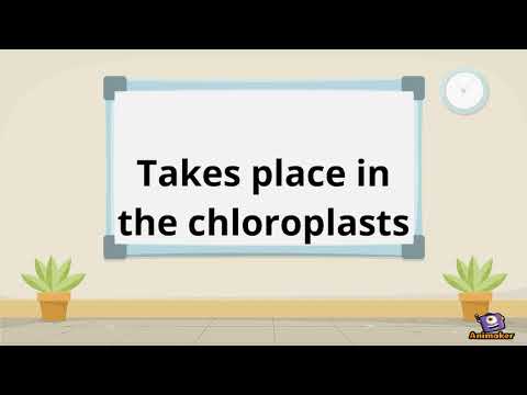 Photosynthesis in two minutes