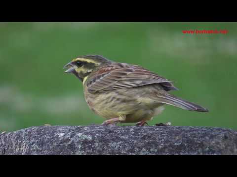 Escribano soteño ( Emberiza cirlus ) Cirl Buntin