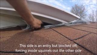 How to Trap and Remove Squirrels From Attic