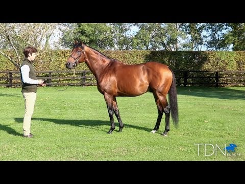Zarak And His First Foals