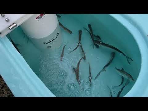 Striper Soup Dual Hex - Best Budget Bait Tank