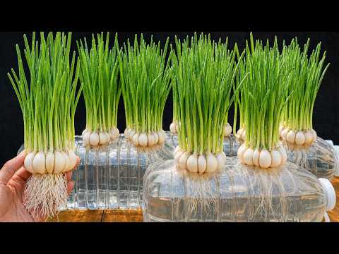I Grow Garlic In Plastic Bottles With No Soil - Roots Grow Fast And Harvest Is Huge