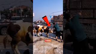 Why Captive Bolt Guns Are Used On Animals 🐄