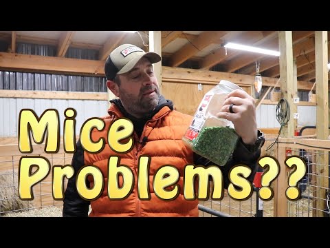 Get Rid Of Rats/Mice In Your Barn ~ Awesome Product!!