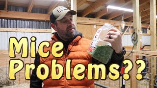 Get Rid Of Rats/Mice In Your Barn ~ Awesome Product!!