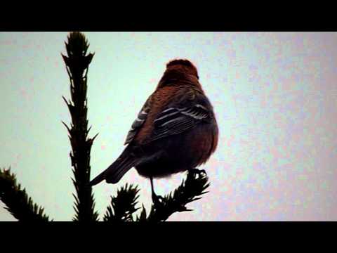 Pine Grosbeak