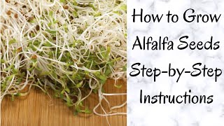 Step-by-Step How To Grow Alfalfa Seeds