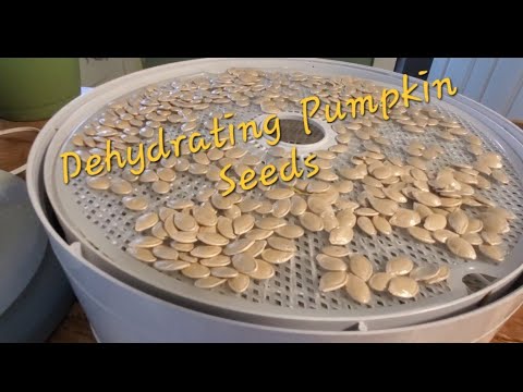 , title : 'Easy Way to Dehydrating Pumpkin or Squash Seeds 🎃'