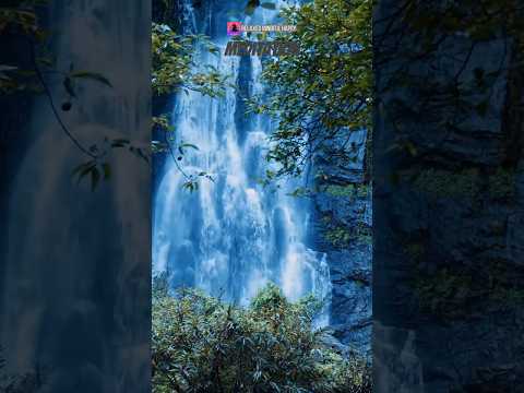 Ep161 rain in forest relax rain sounds #shorts_ #rainsoundsforsleeping #rain #relaxrain #viralshorts