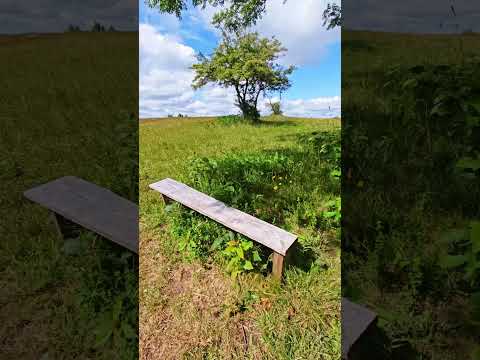 Wideo - Swarzewskie palmy - YouTube