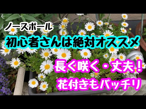 園芸 レターマンズ・ベルノーヌ、糸葉ベルノーヌ、狭葉ベルノーヌ