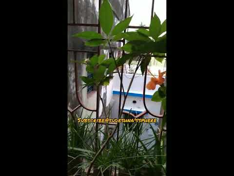 Window Gardening!#Gardening #trees #loveforplants #greenery #sudeshna'ssphere