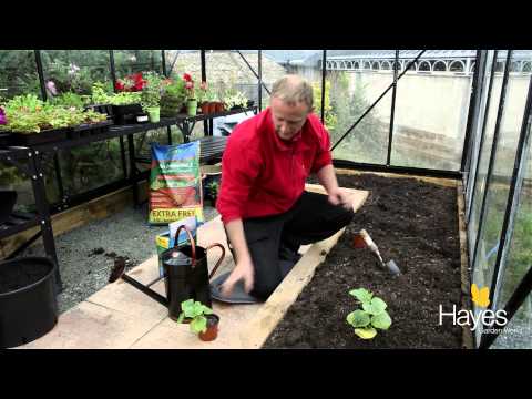 , title : 'How To Plant Cucumbers In A Greenhouse | Hayes Garden World'