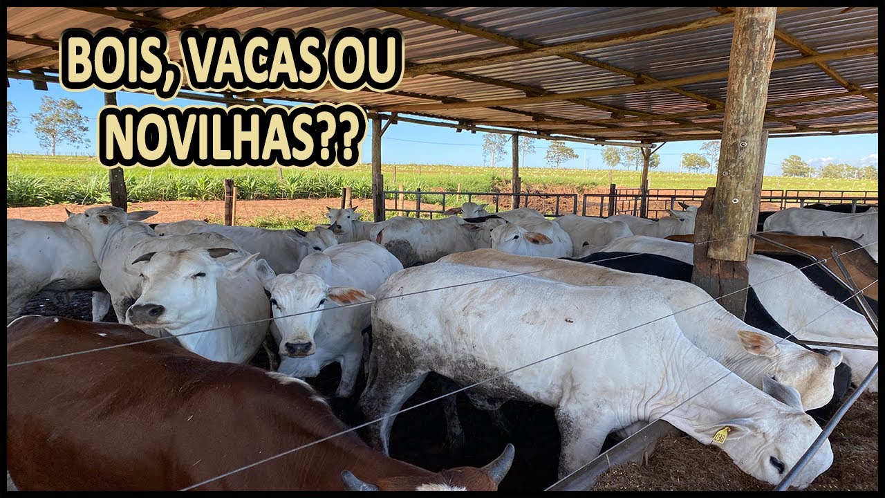 QUAL É MELHOR PARA INICIAR UM CONFINAMENTO: BOI, VACA OU NOVILHAS? #confinamento #gado #novilhas