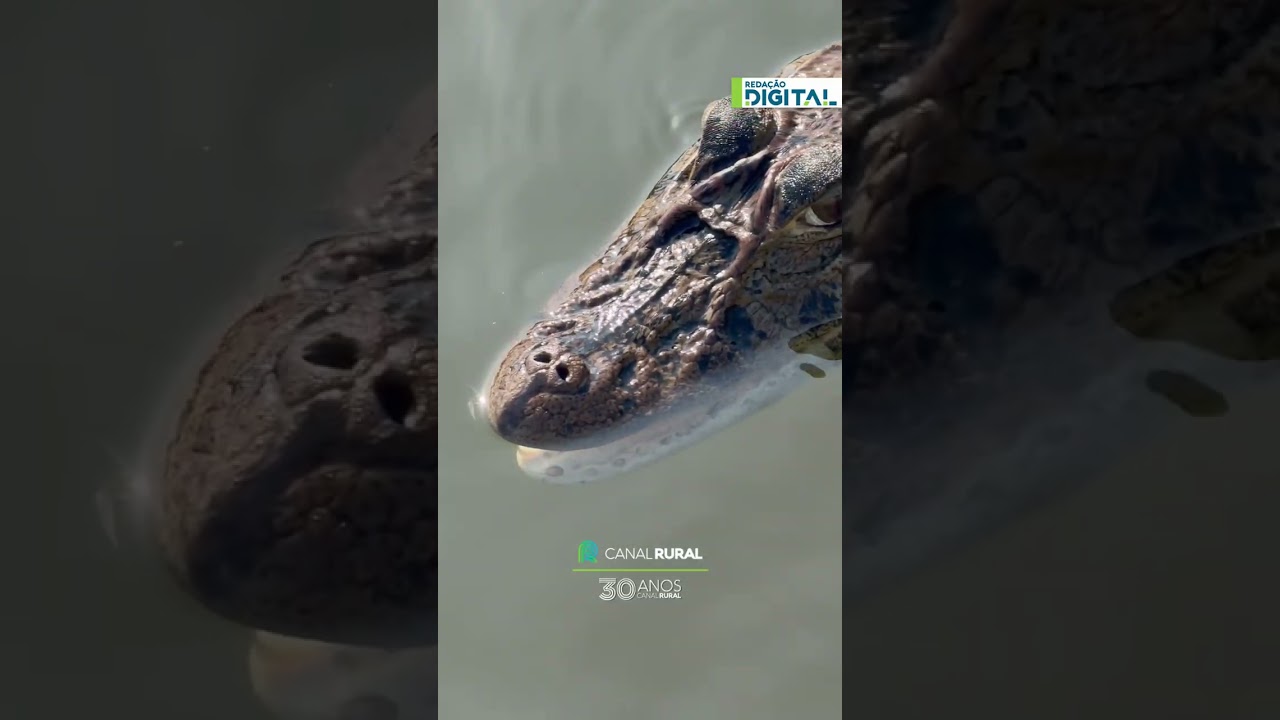 Pescador flagra jacaré que tem amizade com guia e vira atração em lago