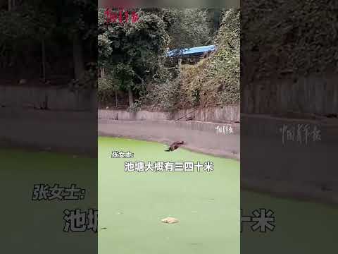 一只公雞飛到池塘對岸，母雞見狀也展翅一飛，結果撞到牆上 #公雞會飛 #搞笑