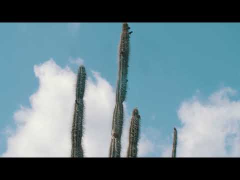 TALL CACTI SWAY IN THE BREEZE UNDER A BLUE CLOUDY SKY 4K