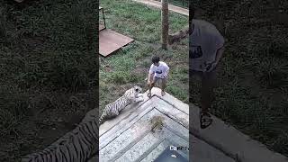 Download lagu detik detik alshad ahmad di terkam harimau #viralvideo #harimau #alshadahmad mp3