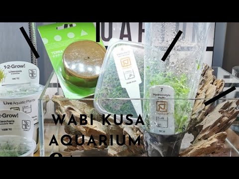 Wabi Kusa - Aquarium I Liquid Nature Tutorial
