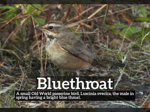 How Does Bluethroat Look? | What is Bluethroat? | How to Say Bluethroat in English?