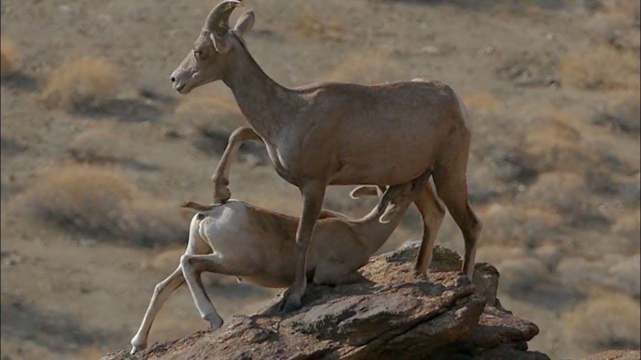 S3E45: A bighorn ewe nurses her lamb on the mountainside