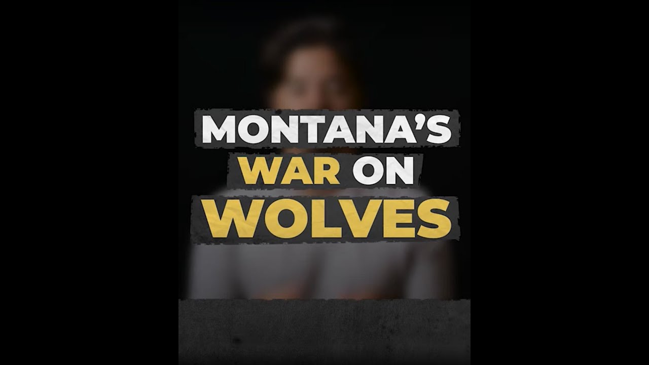 Montana's War on Wolves
